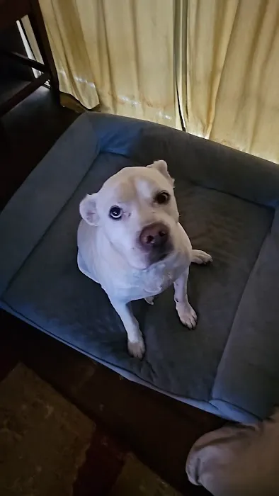 Thompson Veterinary Services (Mobile and Office For Large and Small Animals) Picture 4