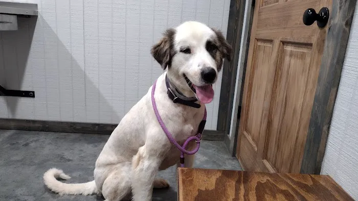 Thompson Veterinary Services (Mobile and Office For Large and Small Animals) Picture 5