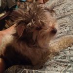 Thomaston Animal Hospital