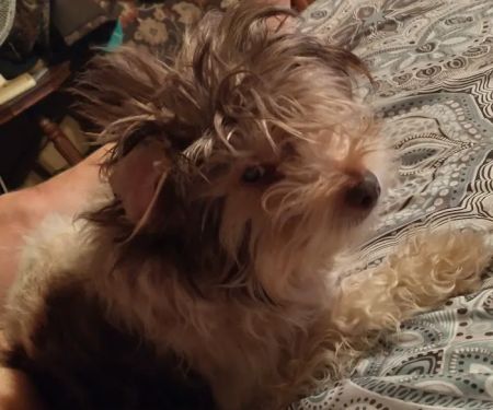 Thomaston Animal Hospital