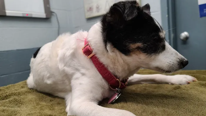 Thomaston Animal Hospital Picture 3