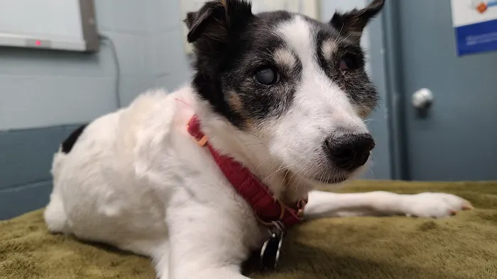 Thomaston Animal Hospital Picture 5