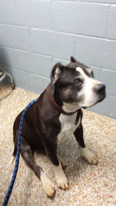 Thomaston Animal Hospital Picture 9