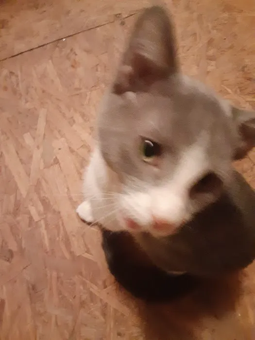 Thomaston Animal Hospital Picture 8