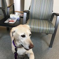 Rozell Tori G DVM ico