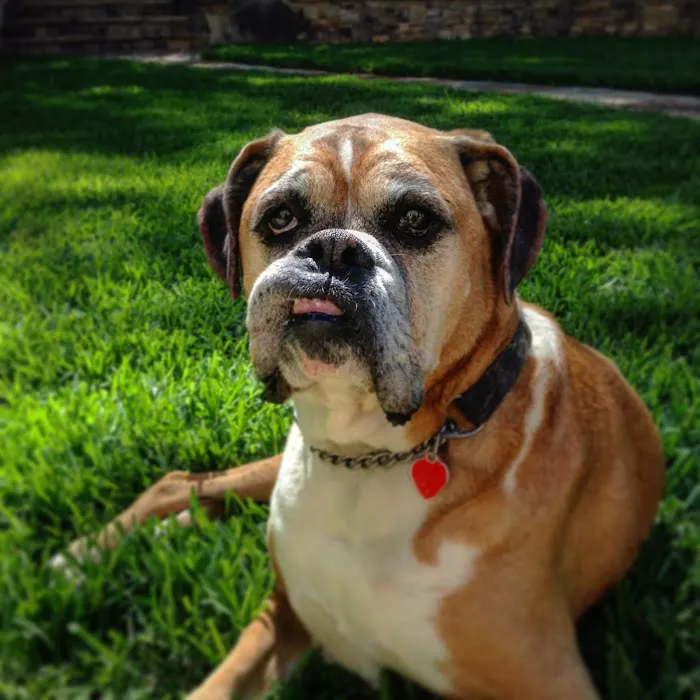 Hannah's Mill Animal Hospital Picture 9