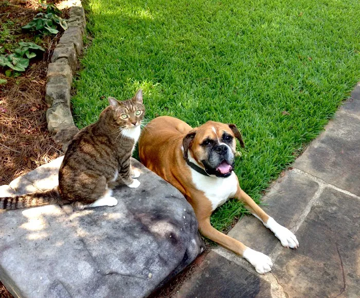 Hannah's Mill Animal Hospital Picture 8