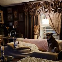 West Mobile Animal Clinic ico