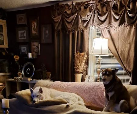 West Mobile Animal Clinic