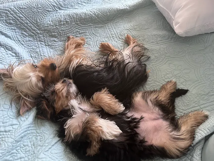 West Mobile Animal Clinic Picture 5