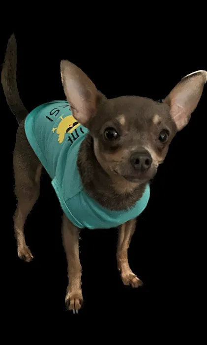 West Mobile Animal Clinic Picture 9