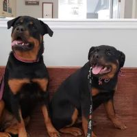 Dogwood Veterinary Hospital ico