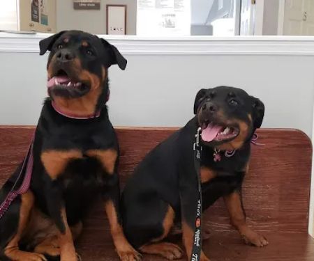 Dogwood Veterinary Hospital