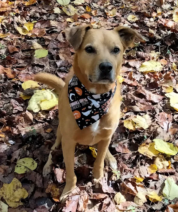 Dogwood Veterinary Hospital Picture 2