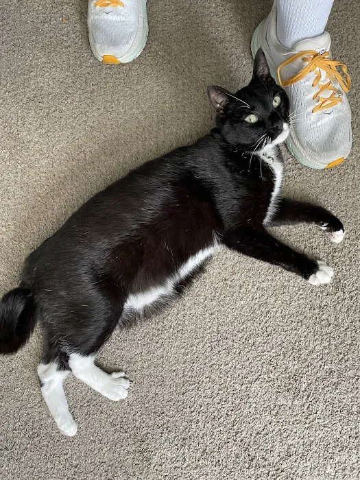 Dogwood Veterinary Hospital Picture 5