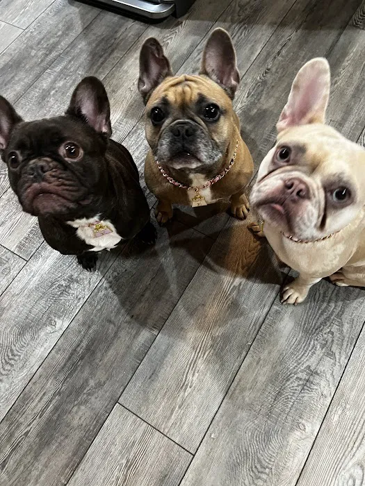 Dogwood Veterinary Hospital Picture 4