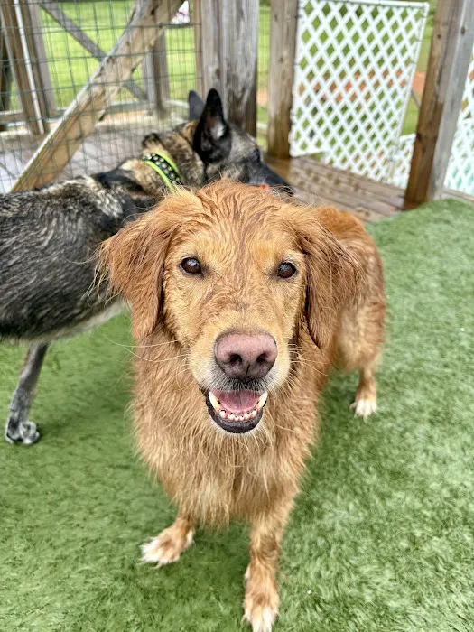 Dogwood Veterinary Hospital Picture 7