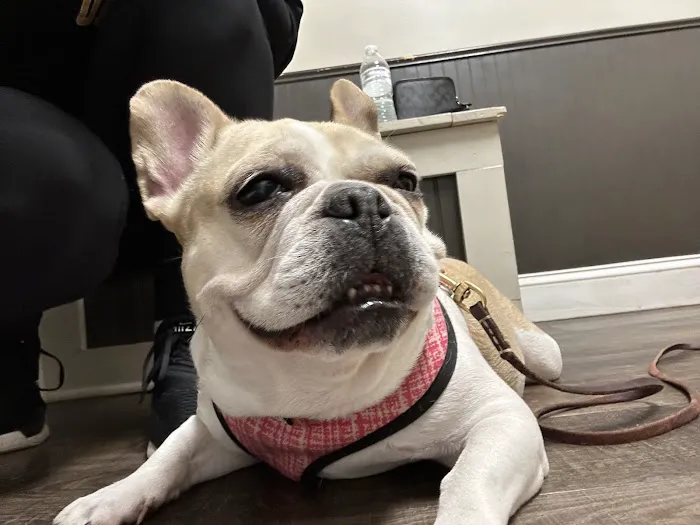 Senoia Animal Hospital and Pet Resort Picture 1