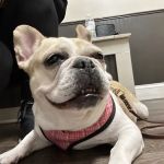 Senoia Animal Hospital and Pet Resort