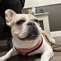 Senoia Animal Hospital and Pet Resort ico