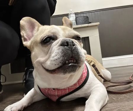 Senoia Animal Hospital and Pet Resort