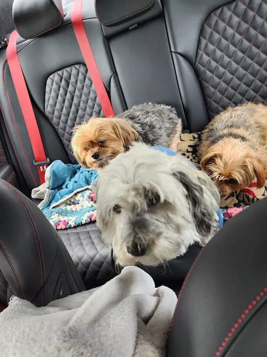 Senoia Animal Hospital and Pet Resort Picture 3