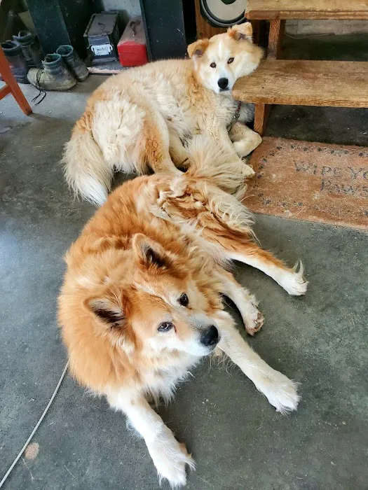 Senoia Animal Hospital and Pet Resort Picture 6