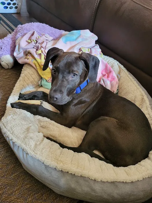 Senoia Animal Hospital and Pet Resort Picture 4