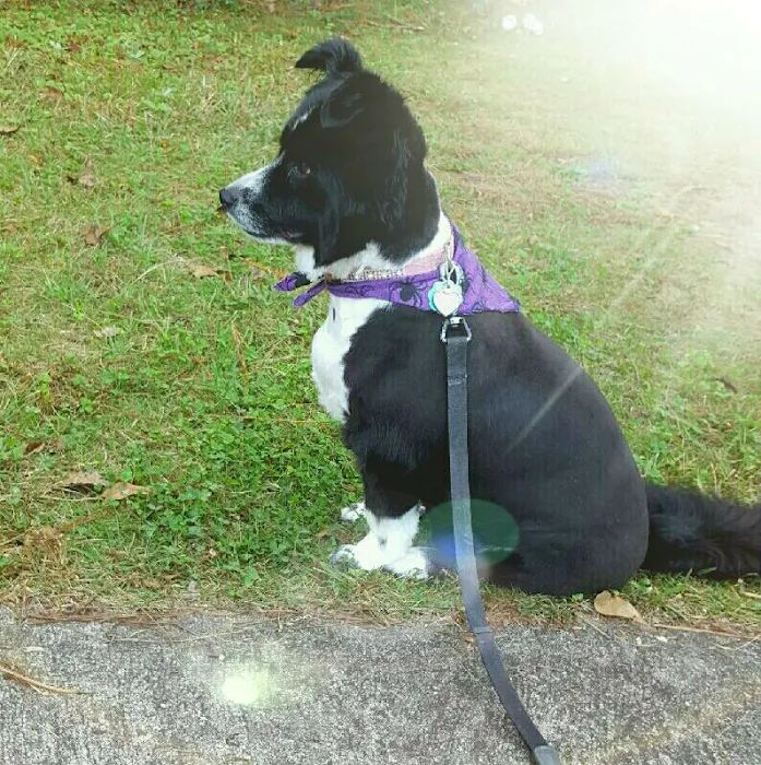 Senoia Animal Hospital and Pet Resort Picture 7