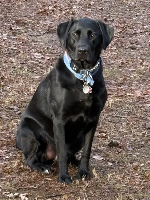 Senoia Animal Hospital and Pet Resort Picture 8