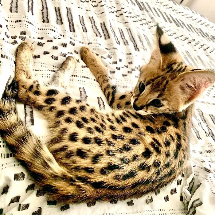 Senoia Animal Hospital and Pet Resort Picture 9