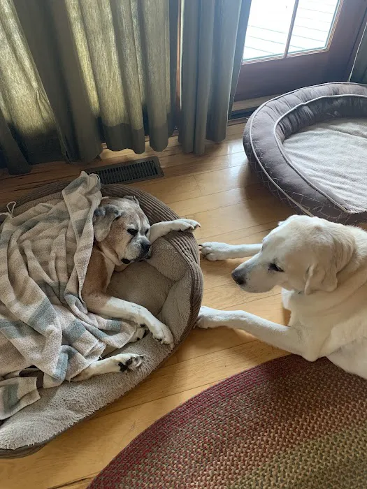 Greenville Veterinary Clinic Picture 4