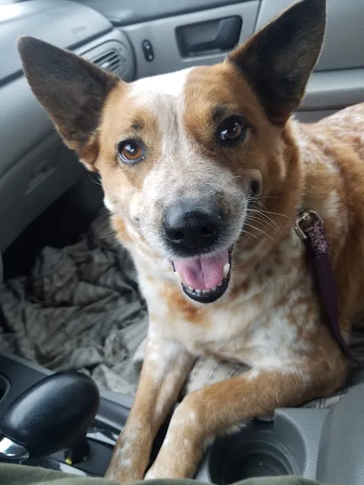 Greenville Veterinary Clinic Picture 1