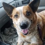 Greenville Veterinary Clinic