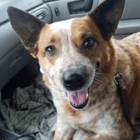 Greenville Veterinary Clinic ico