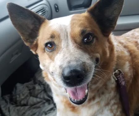 Greenville Veterinary Clinic