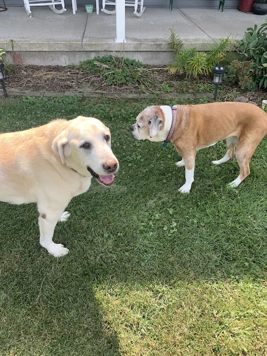 Greenville Veterinary Clinic Picture 8