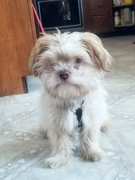 Greenville Veterinary Clinic Picture 7