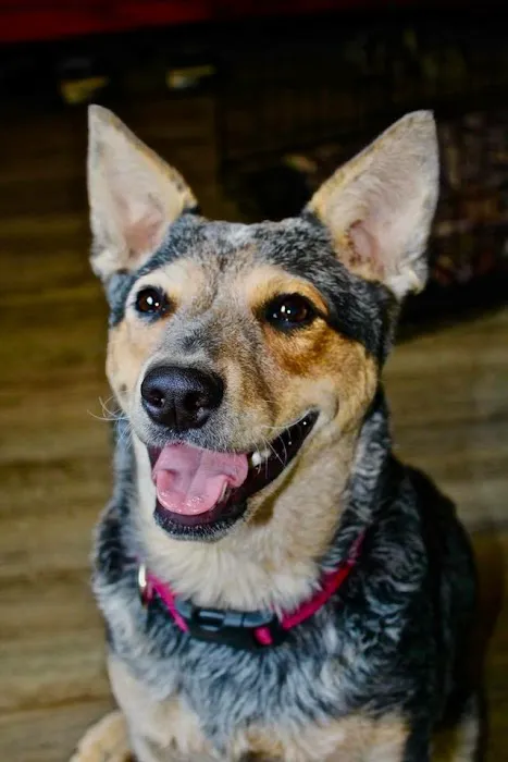 Greenville Veterinary Clinic Picture 6