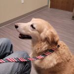 Highland Animal Hospital LLC