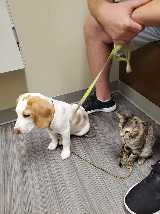 Highland Animal Hospital LLC Picture 6