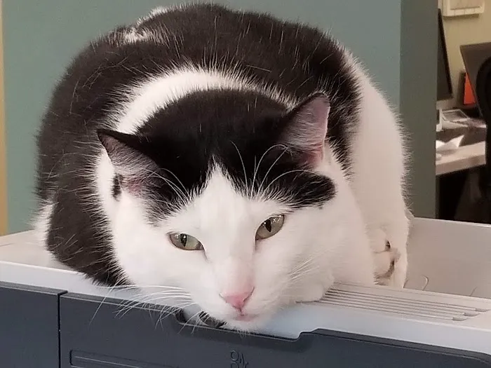 Highland Animal Hospital LLC Picture 2