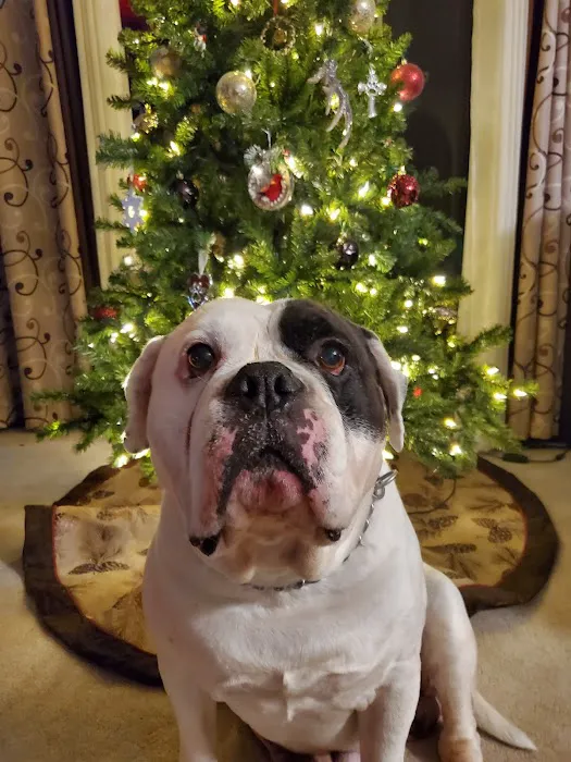 Highland Animal Hospital LLC Picture 10