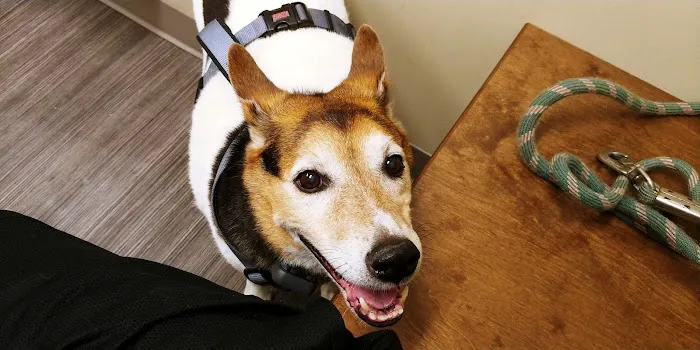 Highland Animal Hospital LLC Picture 8