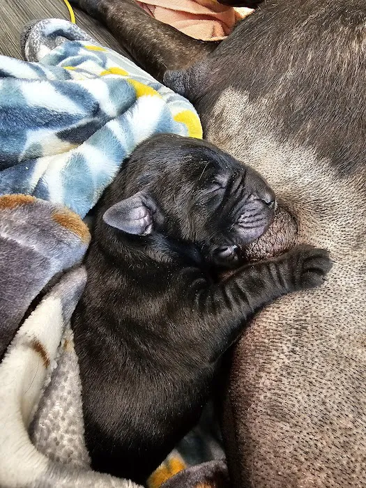 Highland Animal Hospital LLC Picture 9