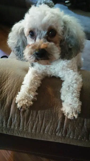 Hawthorne Animal Hospital Ltd: Myer Paul DVM Picture 1