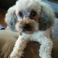 Hawthorne Animal Hospital Ltd: Myer Paul DVM ico