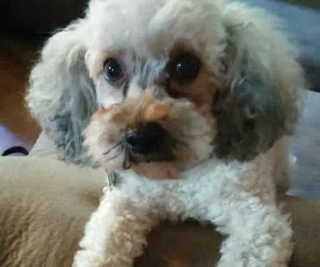 Hawthorne Animal Hospital Ltd: Myer Paul DVM