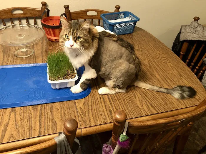 Hawthorne Animal Hospital, Ltd Picture 5