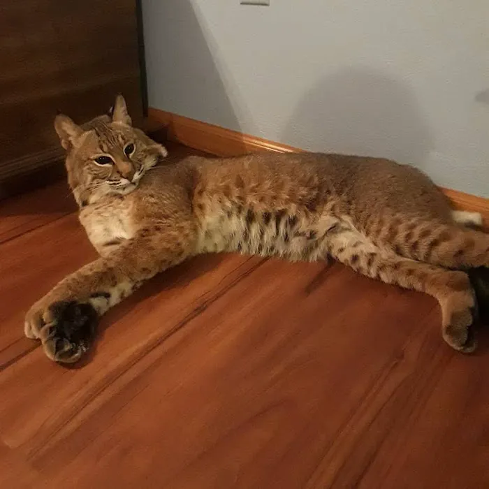 Hawthorne Animal Hospital, Ltd Picture 7